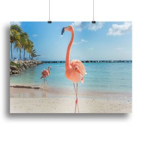 Flamingos on the Aruba beach Canvas Print or Poster (Type: Standard Framed Canvas Print, size: 40" x 26" / 100cm x 65cm (approx))