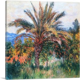 Palm Tree At Bordighera 1884 (Type: Standard Framed Canvas Print, size: 12" x 12" / 30cm x 30cm (approx))